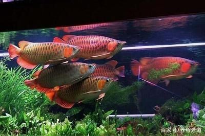 龍魚長時間不吃食怎么回事兒呢：龍魚不吃食可能是由多種因素引起的