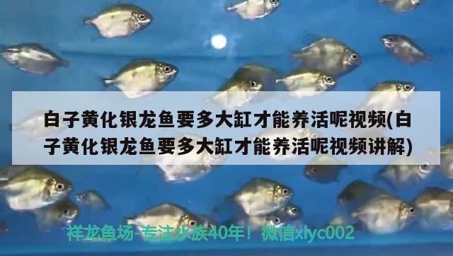 魚缸養圓心萍（魚缸養圓心萍魚好嗎）