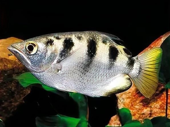 什么魚喜歡炸水