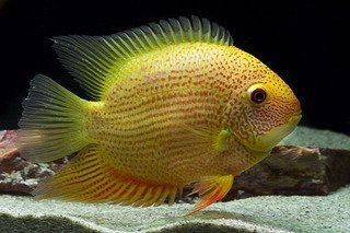紅肩綠菠蘿魚