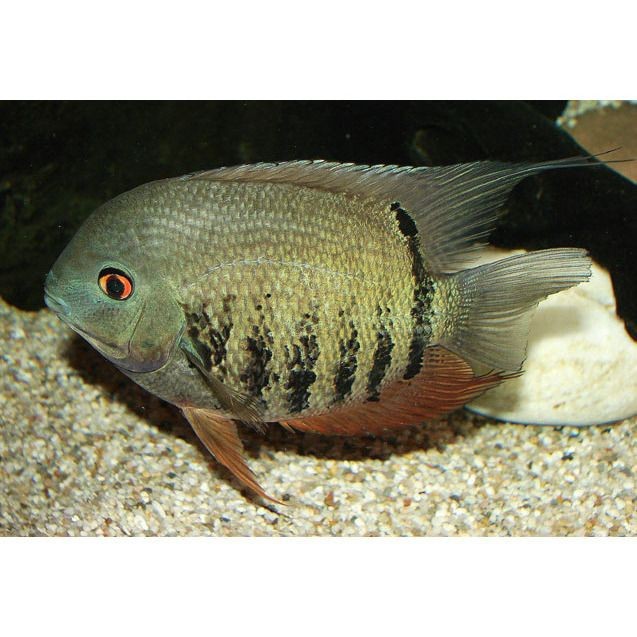 紅肩綠菠蘿魚