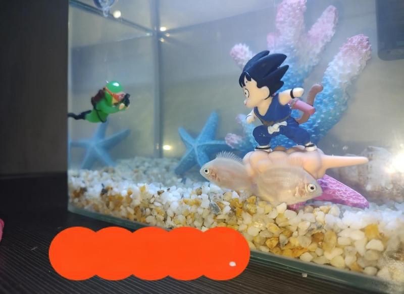 紅肩綠菠蘿魚