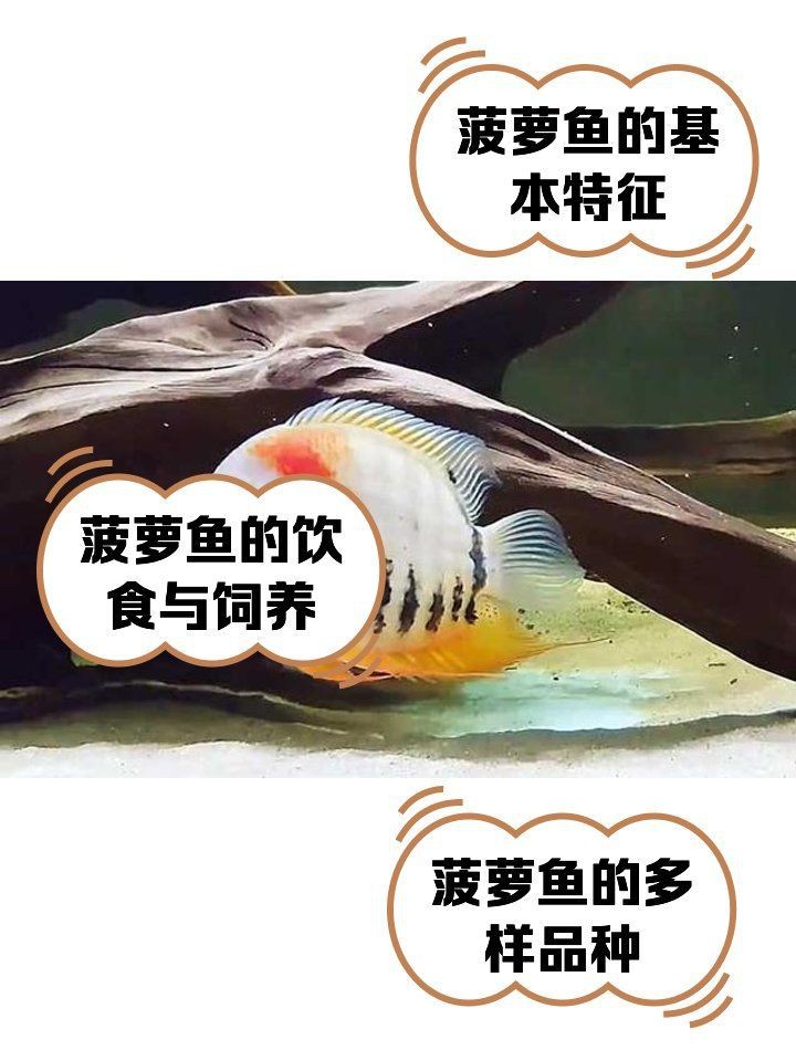紅肩綠菠蘿魚