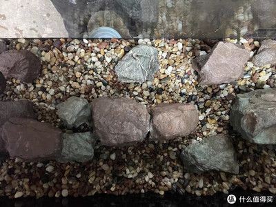 萊易歐魚缸質量口碑：萊易歐魚缸以其卓越的設計和質量贏得了消費者的青睞