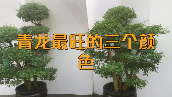 龍擺件什么顏色好