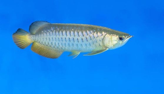龍魚專用魚缸圖片高清：龍魚專用魚缸圖片高清詳情