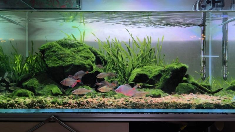 過背藍底金龍魚的市場價格走勢，“過背藍底金龍魚市場價格走勢需要包含1000字描述和配圖