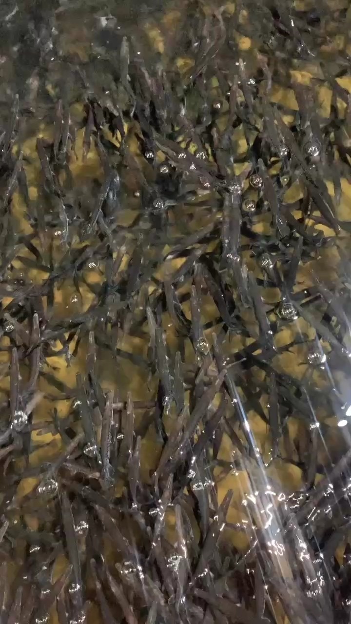 自己養(yǎng)的觀賞魚(yú)善雀福鱷10-17公分有需要的可以聯(lián)系我
