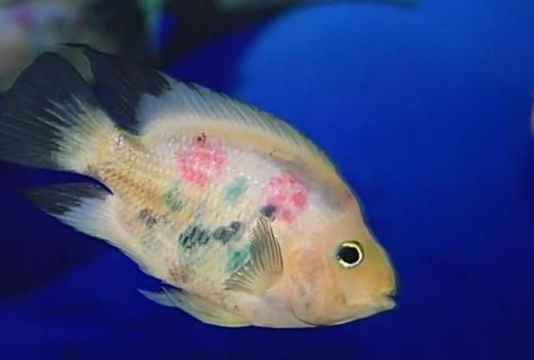 魚缸水質管理常見誤區：魚缸水質管理常見誤區不僅影響了魚兒健康，也可能導致水質問題加劇