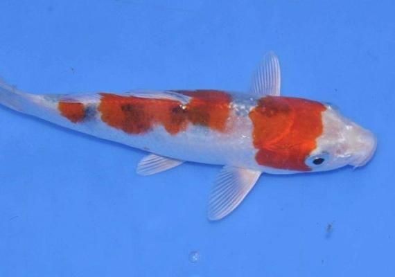 魚缸水質管理常見誤區：魚缸水質管理常見誤區不僅影響了魚兒健康，也可能導致水質問題加劇