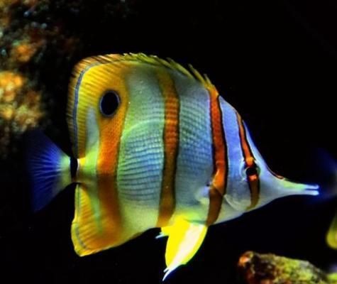 魚缸水質管理常見誤區：魚缸水質管理常見誤區不僅影響了魚兒健康，也可能導致水質問題加劇