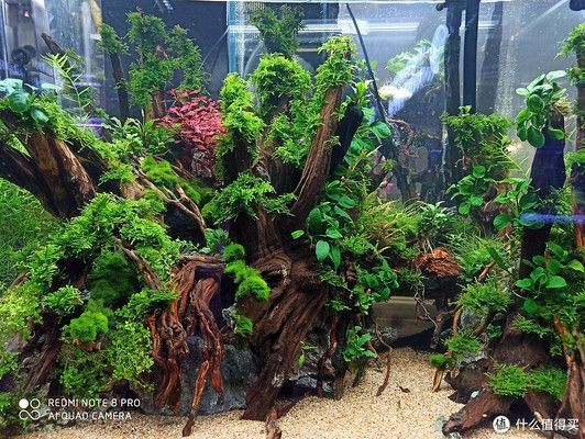 龍眼木放魚(yú)缸里為什么水起泡：龍眼木放魚(yú)缸里為什么水起泡的直接答案是魚(yú)缸水起泡的原因