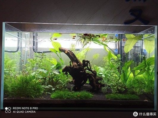 龍眼木放魚(yú)缸里為什么水起泡：龍眼木放魚(yú)缸里為什么水起泡的直接答案是魚(yú)缸水起泡的原因