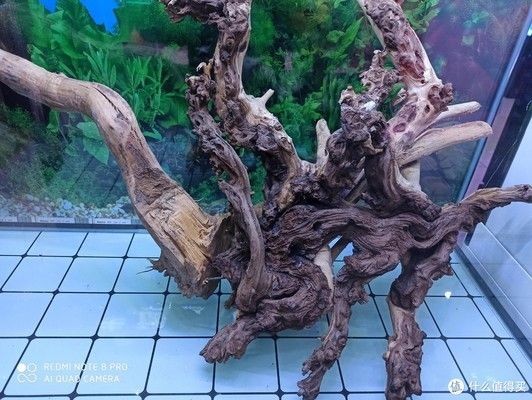 龍眼木放魚缸里為什么水起泡：龍眼木放魚缸里為什么水起泡的直接答案是魚缸水起泡的原因