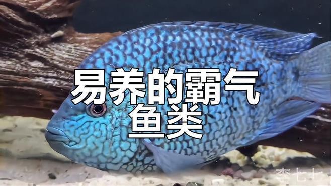 <strong><mark>德州</mark></strong>豹和龍魚混養