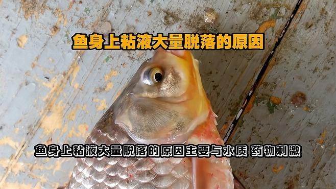 龍魚黏膜脫落怎么辦
