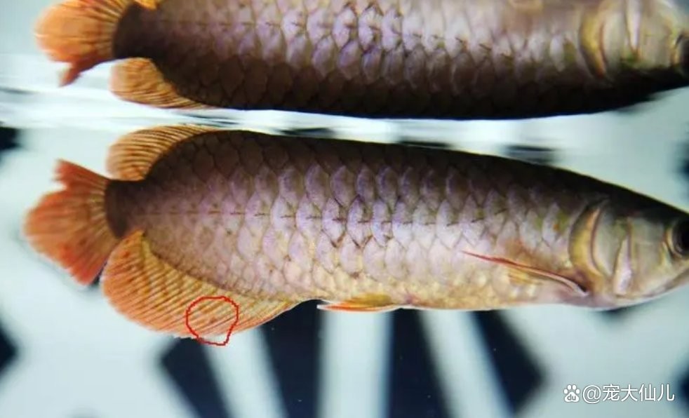 龍魚內臟外露后還能恢復嗎？