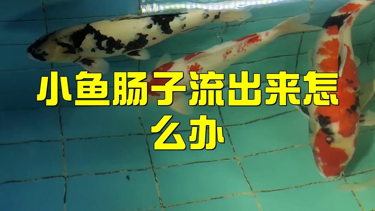 龍魚內臟外露后還能恢復嗎？