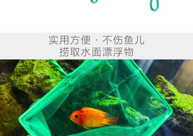 魚缸設計的藝術：關于魚缸里的魚的描寫句子有哪些？