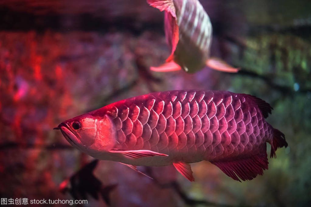 觀賞紅龍魚的說說文案怎么寫：紅龍魚被譽為“水中的活化石”，被譽為“水中的活化石”