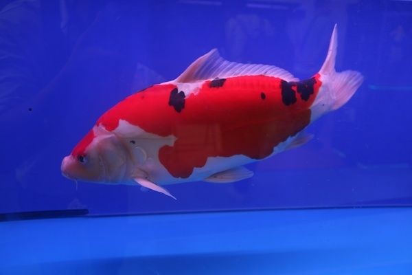 魚缸水泵沒反應了：如何清理魚缸水泵堵塞，魚缸水泵葉輪更換指南
