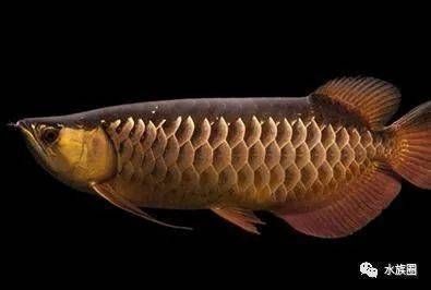 龍魚的最佳溫度：龍魚最佳水溫是多少