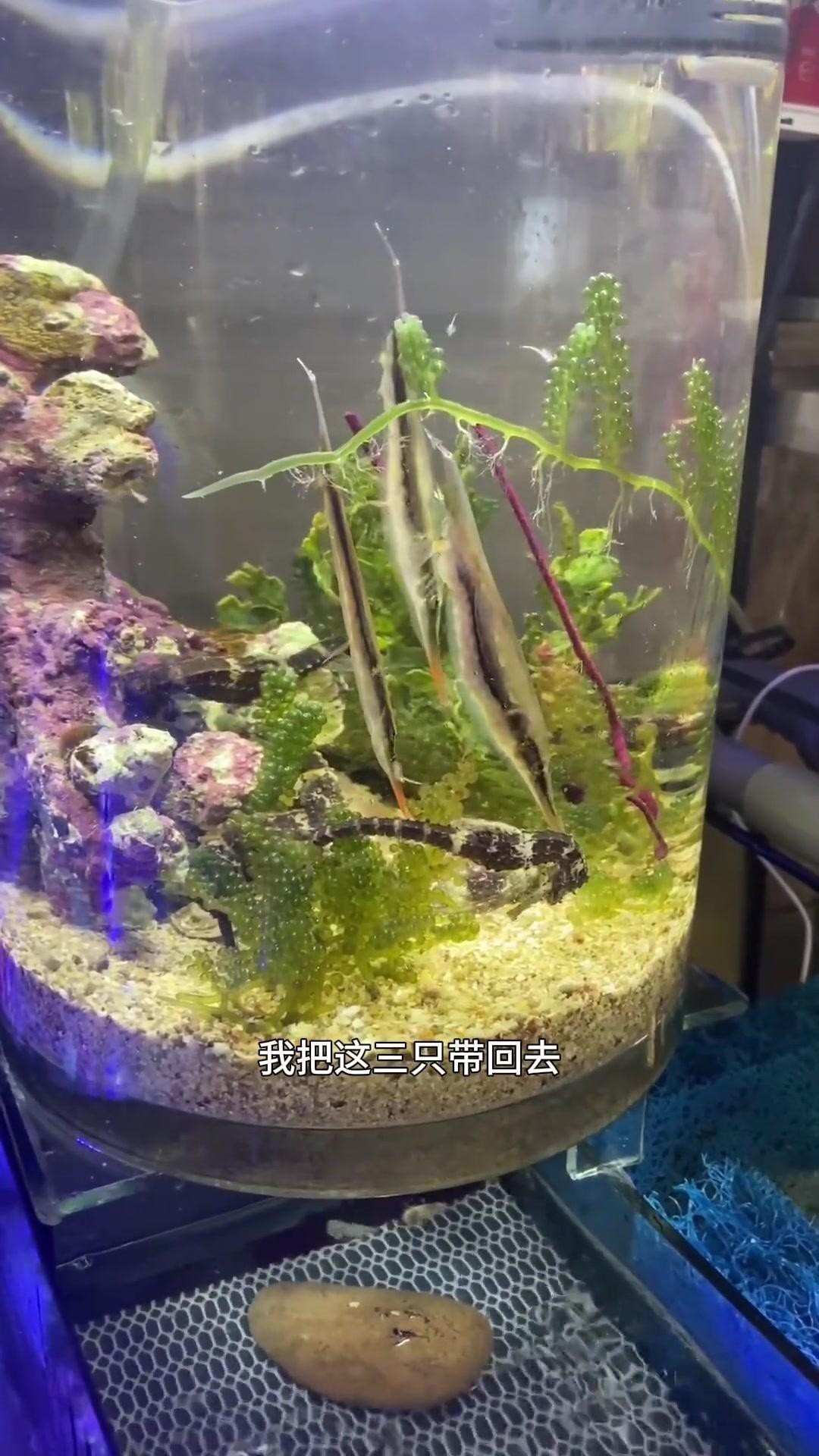 刀片魚是什么魚 龍魚論壇 第3張 刀片魚是什么魚 刀片魚是什么魚 龍魚論壇 第3張