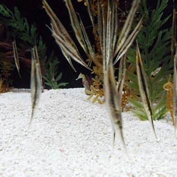 刀片魚是什么魚 刀片魚是什么魚 龍魚論壇 第8張