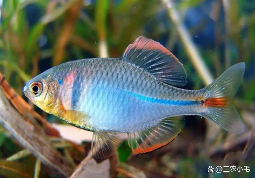 刀片魚是什么魚 龍魚論壇 第5張 刀片魚是什么魚 刀片魚是什么魚 龍魚論壇 第5張