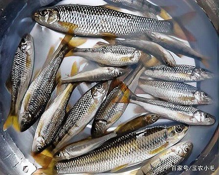 刀片魚是什么魚 龍魚論壇 第4張 刀片魚是什么魚 刀片魚是什么魚 龍魚論壇 第4張