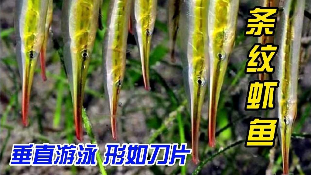 刀片魚是什么魚 龍魚論壇 第6張 刀片魚是什么魚 刀片魚是什么魚 龍魚論壇 第6張