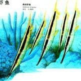 刀片魚是什么魚 刀片魚是什么魚 龍魚論壇 第13張
