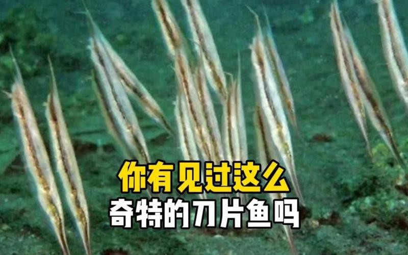 刀片魚是什么魚 刀片魚是什么魚 龍魚論壇 第11張