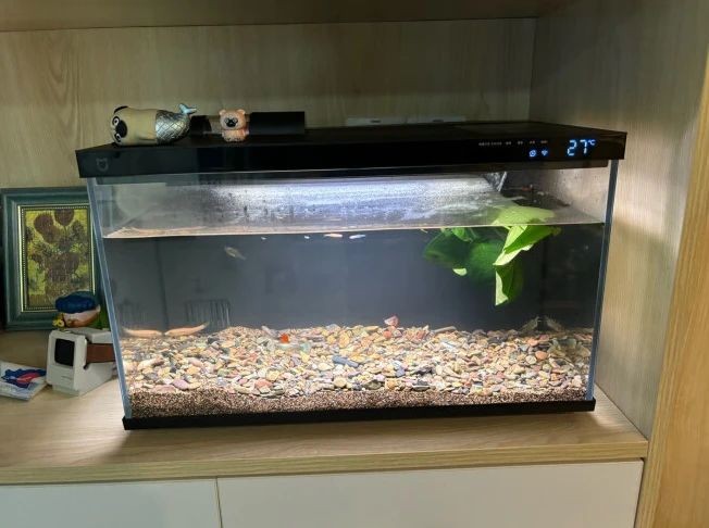 小魚未來魚缸怎么養：如何正確飼養小型魚