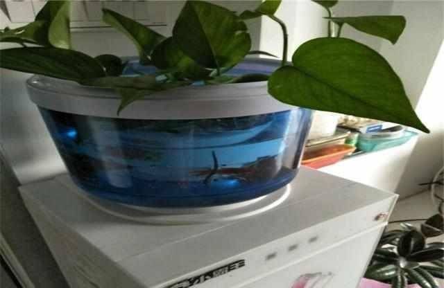 小魚未來魚缸怎么養：如何正確飼養小型魚