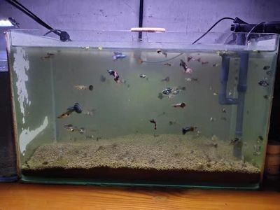 小魚未來魚缸怎么養：如何正確飼養小型魚