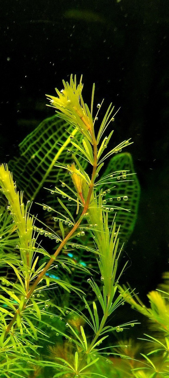 秋刀魚是寒性還是熱性 秋刀魚是寒性還是熱性 龍魚論壇 第2張