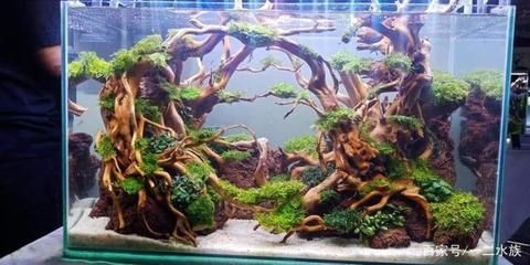 廣州魚缸造景展會的信息：“廣州魚缸造景展會”的信息可能會涉及到魚缸造景的相關活動