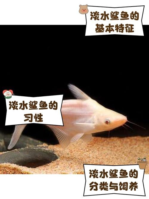淡水白鯊圖片大全