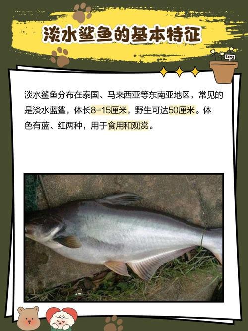 淡水白鯊圖片大全