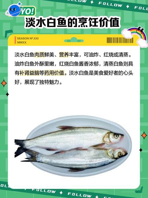 淡水白鯊圖片大全