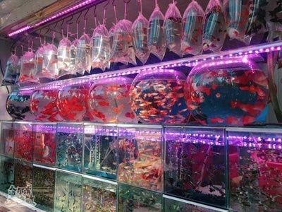 花鳥魚市場的魚缸怎么賣的啊（花鳥魚蟲市場養護秘籍了解如何正確養護魚缸養護技巧）