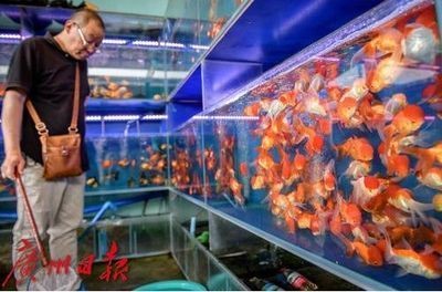 花鳥魚市場的魚缸怎么賣的啊（花鳥魚蟲市場養護秘籍了解如何正確養護魚缸養護技巧）