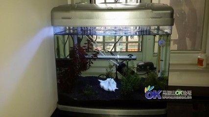 花鳥魚市場的魚缸怎么賣的啊（花鳥魚蟲市場養護秘籍了解如何正確養護魚缸養護技巧）