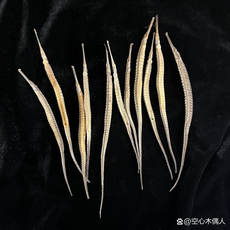 海馬和海龍哪個更貴？