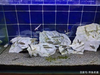 觀賞魚缸養什么魚最好看（養觀賞魚不僅能美化環境還能增添生活樂趣，還能增添生活樂趣）