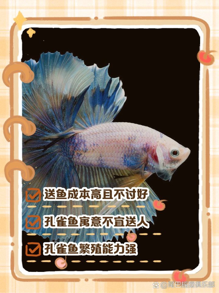 7條龍魚為何不能隨便送