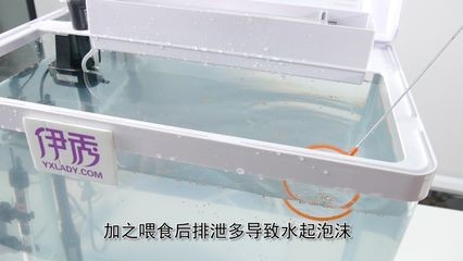 魚缸水很多泡沫怎么回事（魚缸水很多泡沫怎么辦）