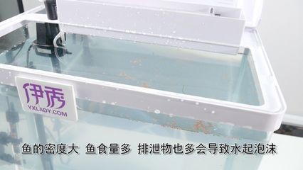 魚缸水很多泡沫怎么回事（魚缸水很多泡沫怎么辦）