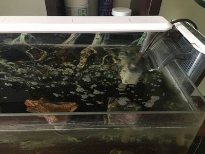 魚缸水很多泡沫怎么回事（魚缸水很多泡沫怎么辦）